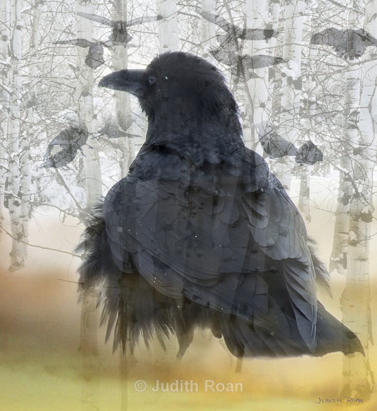 Raven Montage - Photo Montages