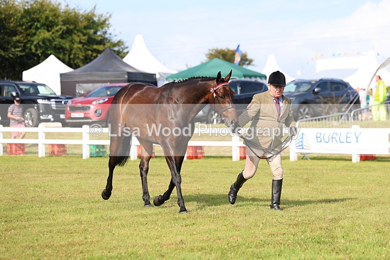 3E7A8338 - Class 2: Rising Star Large Hack/Riding Horse