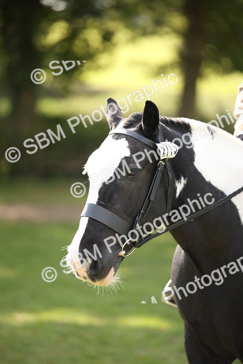 SBM_70131 - S65 - Piebald & Skewbald Horse Ridden