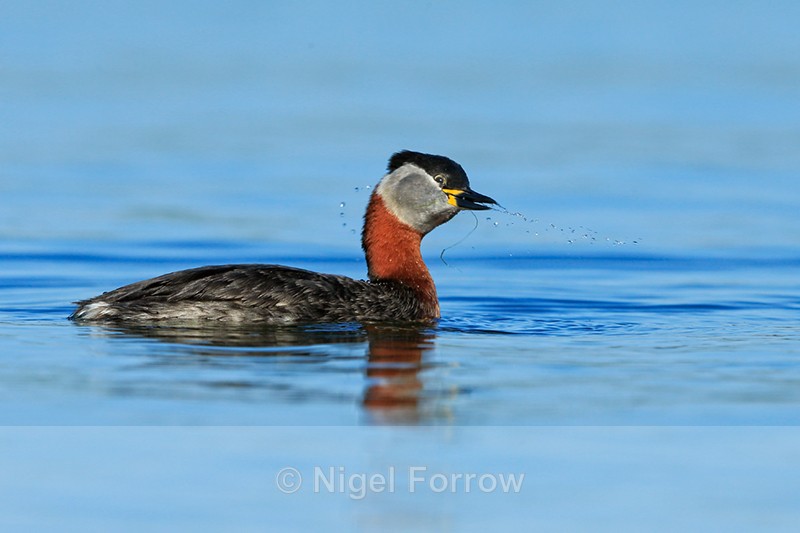 Red-necked Grebe, Farmoor Reservoir - Red-necked Grebe