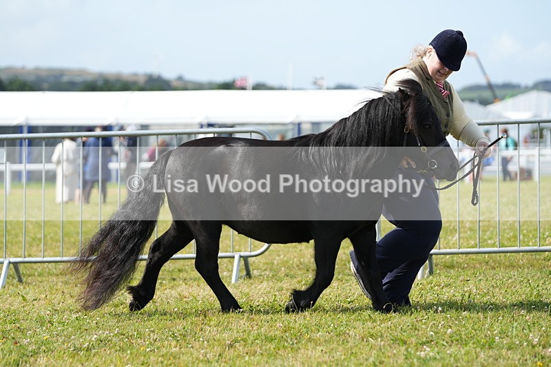 DSC05255 - Class 49: NPS Shetland 4 years and over