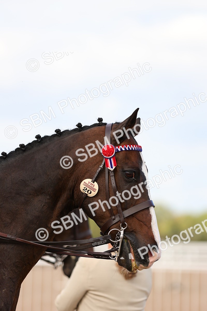 SBM_16277 - Class 217 - Ridden Retired Racehorse