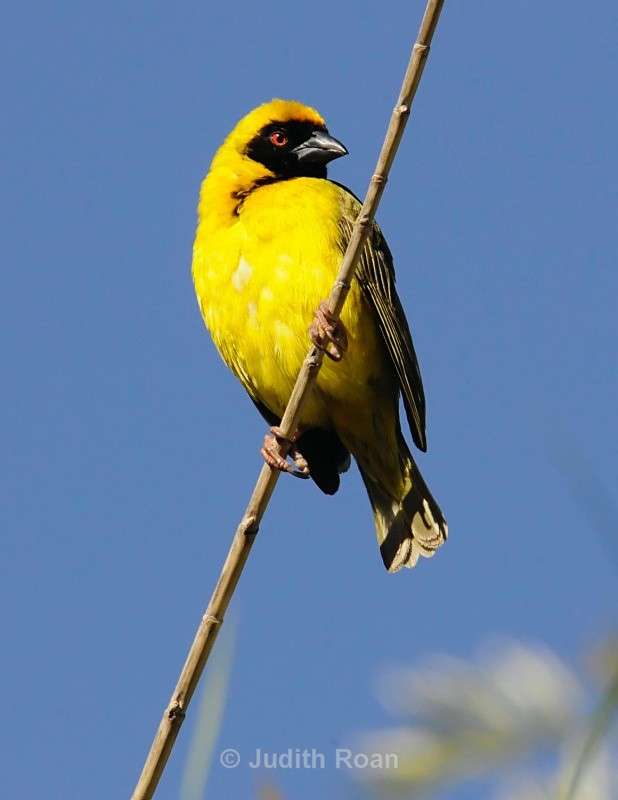 Southern Masked Weaver male - South Africa Birds and Mammals