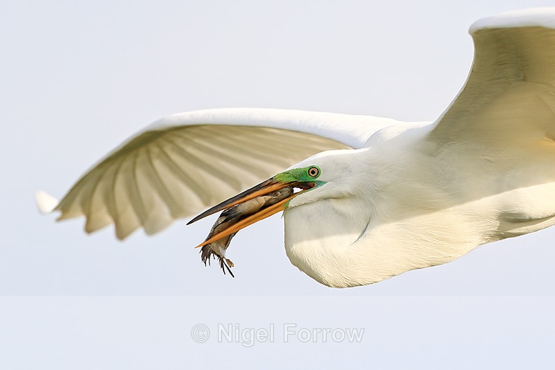 Flying Great Egret with fish, Viera Wetlands, Florida - Great Egret