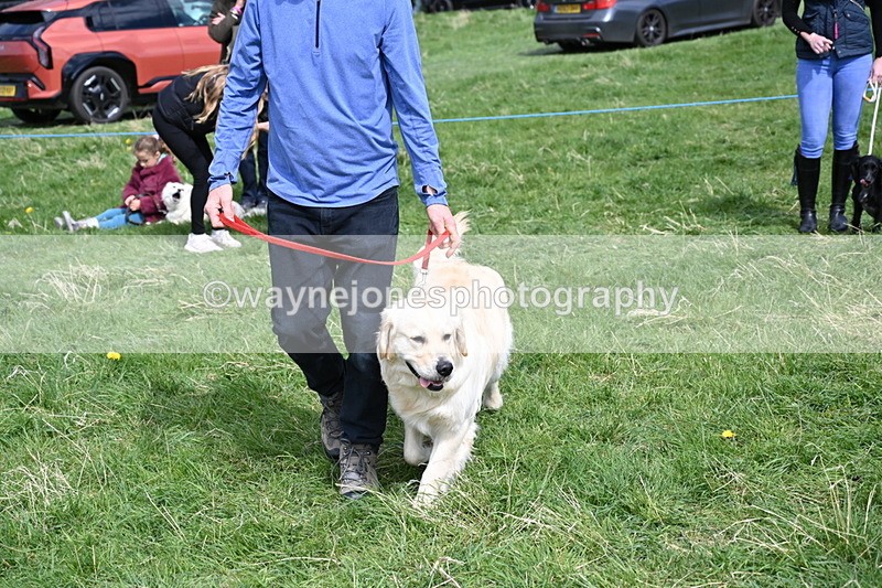 WJ6_9048 - Class 8 Best Working / Gun Dog or Bitch