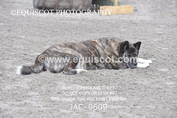 JAC_9609 - CLASS 1 Nursery Novice Working Hunter (0.50m)