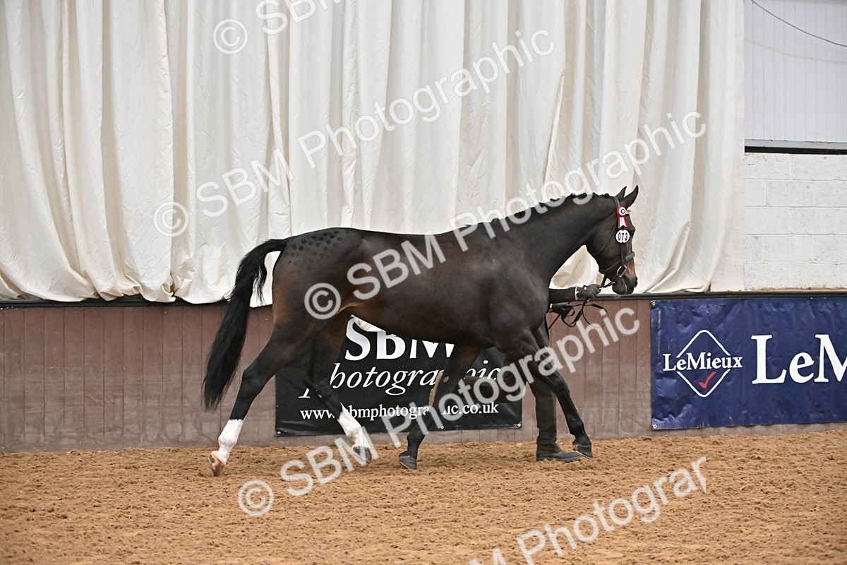 EB7_8400 - Class 3 - In Hand Foreign Breeds & Warmbloods