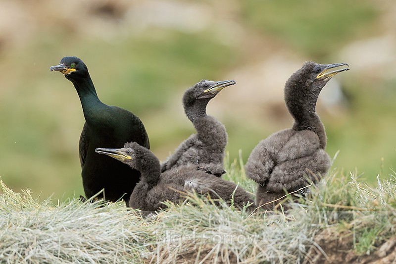 Adult Shag and three chicks, Farne Islands - Shag