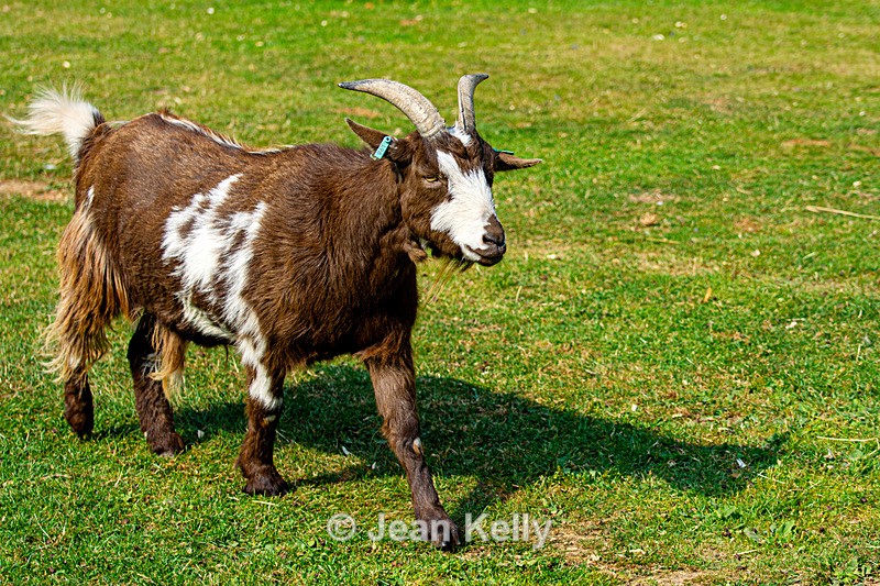 Pygmy Goat - DSC_0125 - Goats