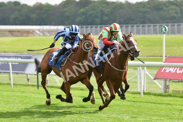 yr14052021r7-31 - Race 7 4.50pm Irish Thoroughbred Marketing Stakes