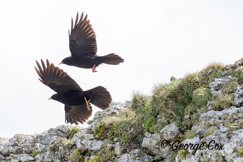 Alpine Chough - Vercors Landscapes