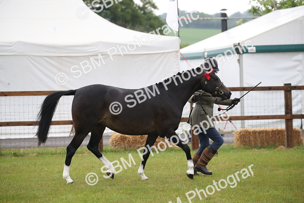 SBM_00056 - Class 17-20 - Arab & Part Bred - Anglo Arab In Hand