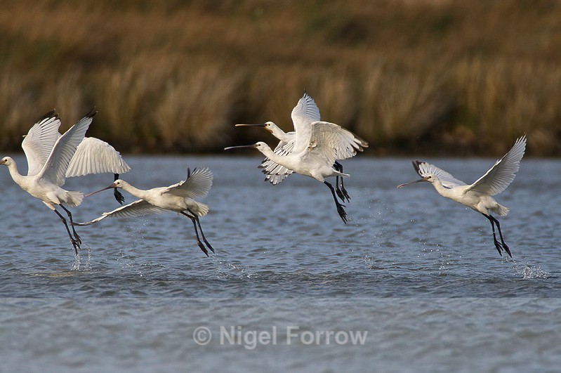 Six Spoonbills taking off from the lagoon - Spoonbill take-off sequence
