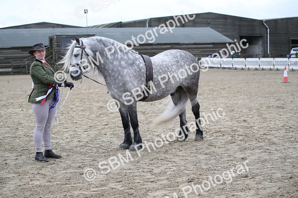 SBM_004127 - Class 1-4 - Young Stock classes Inc. In Hand Championship