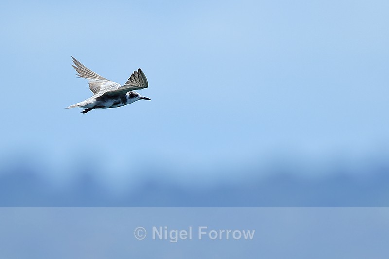 Black Tern in flight, Panama - Black Tern
