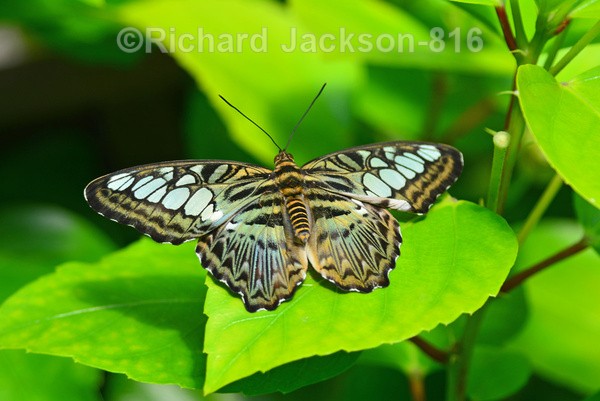 Blue Clipper Butterfly - Butterfly Gallery