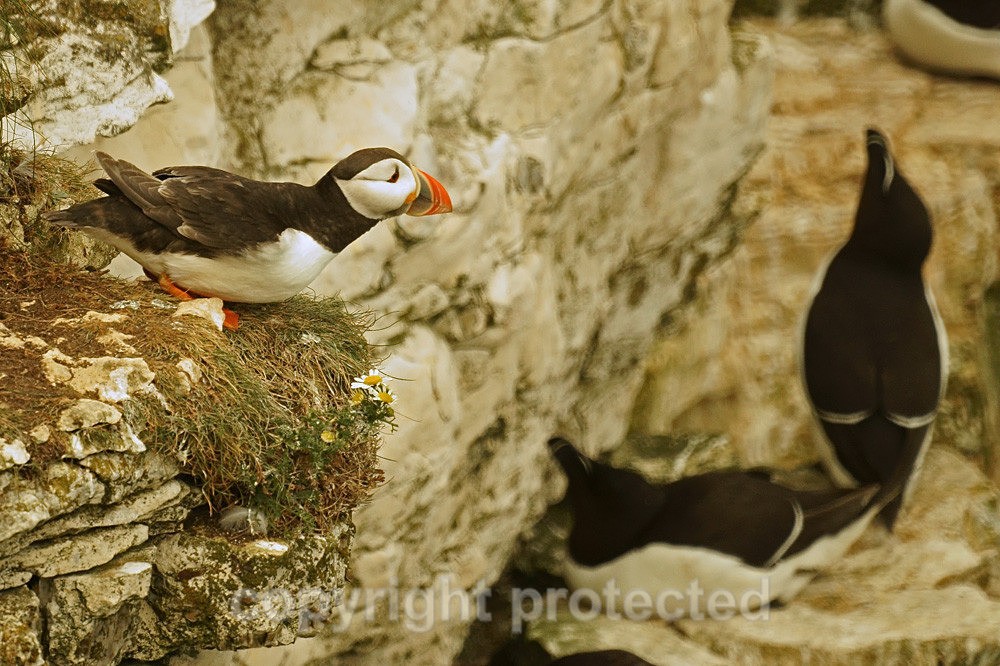 Puffin - RSPB Bempton Cliffs - Yorkshire - Birds