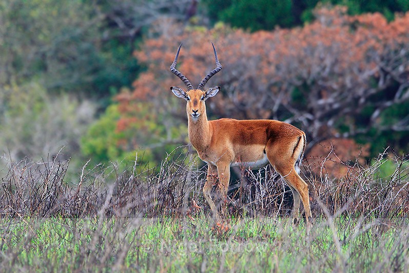 Impala, St. Lucia, South Africa - Antelope