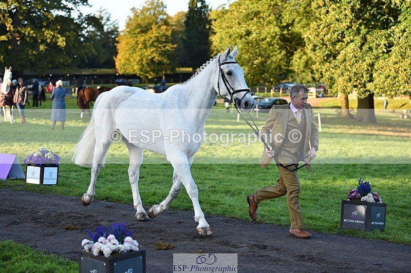 231022-084200-21298 - 608-SIR.HAROLD-William.Cursham-TrotUp+SJ