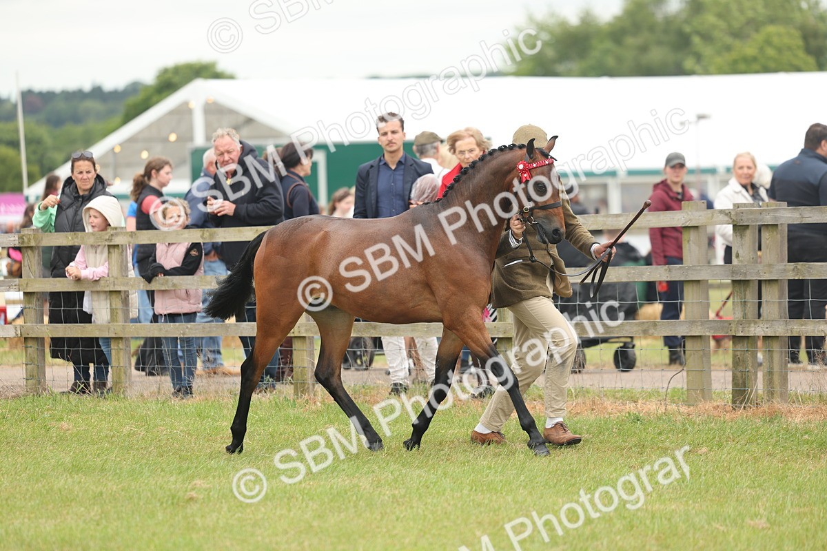 SBM_05397 - Class 68-73 - Riding Pony Breeding