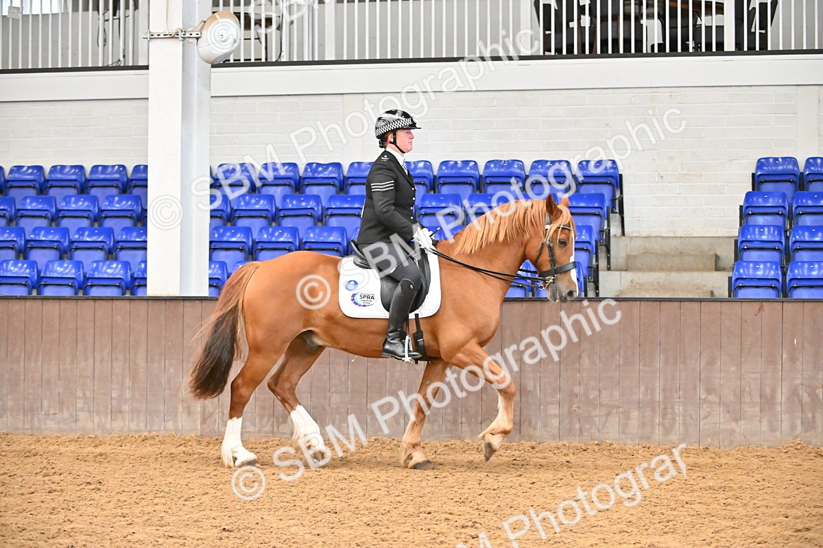 SBM_001437 - Class 19,20 - Ridden Native, Foreign Breeds & Warmbloods