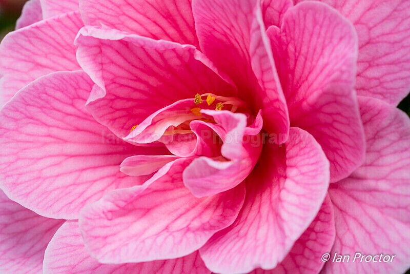 Spring Garden Growth 1 - Nature