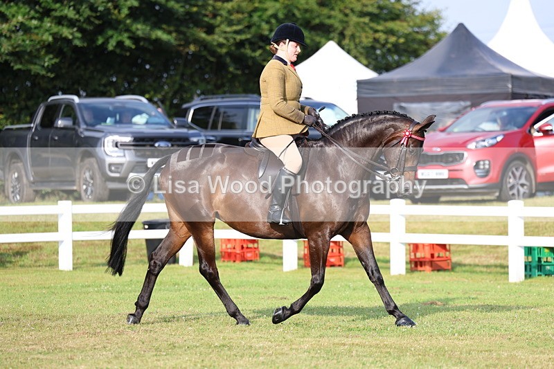 3E7A7672 - Class 1: Rising Star Small Hack/Riding Horses