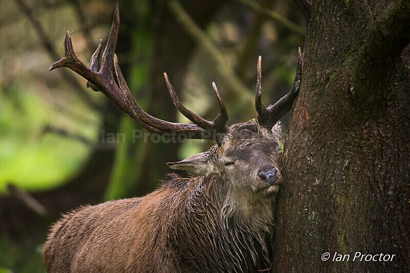 Scent Marking! - Red Deer Stag - Nature
