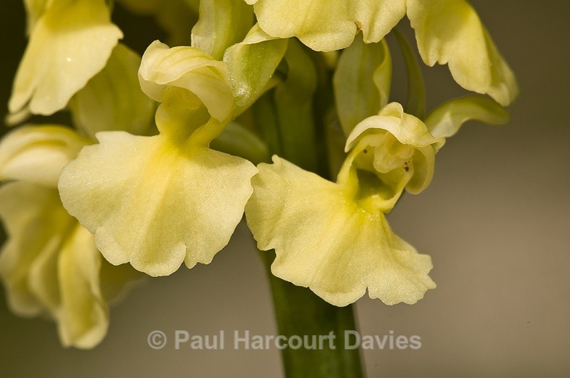  - Orchids - Orchis