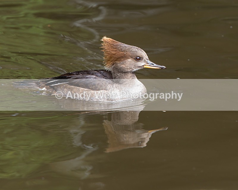 20140419-3K8A0426 - Captive Birds