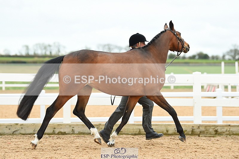 230416A-140238-04729 - Cls 46+43 In Hand Warmbloods and Foreign
