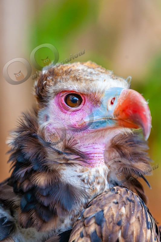 cinereous vulture Aegypius monachus-536 - BoP from around the world