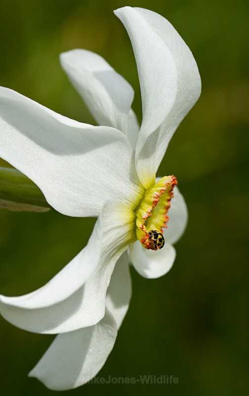 ' Yellow 14 spot ladybird ' - MACRO IMAGES