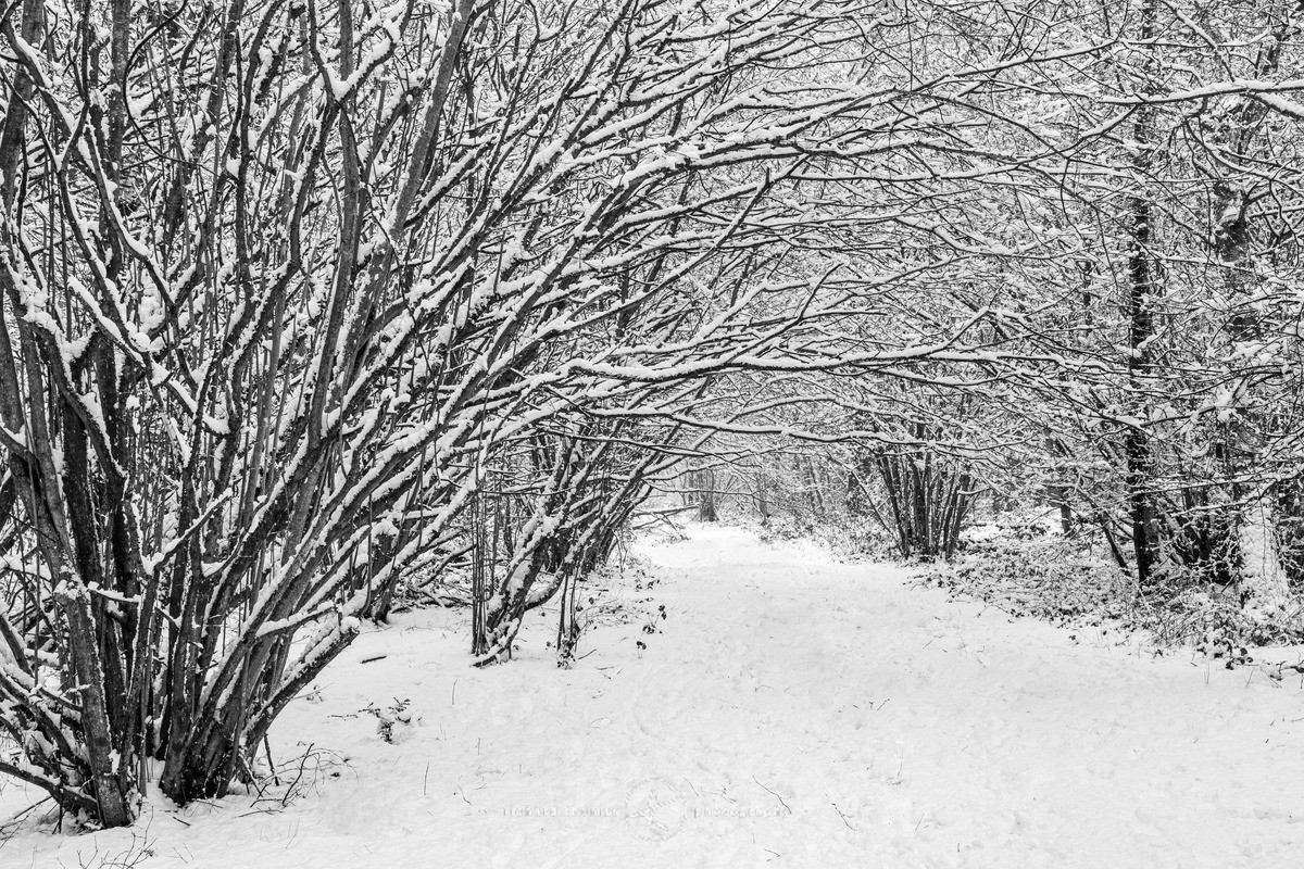 Snow coppice - WINTER