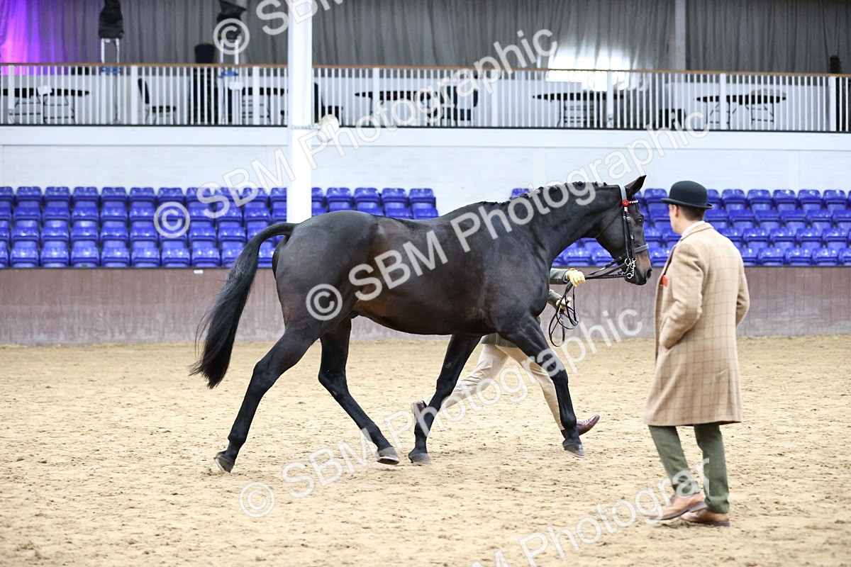 SBM_5764 - Class 3 - BSHA In Hand Show Hunter