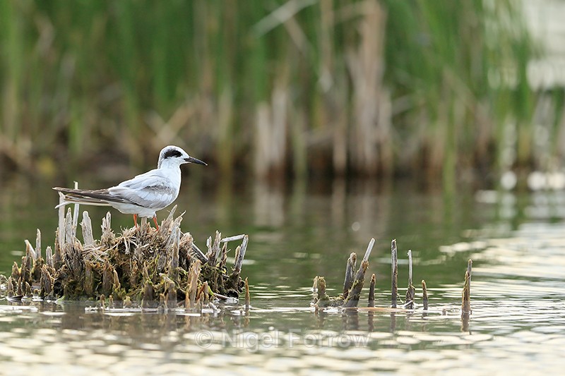 Forster's Tern (first year), Minnesota - Forster's Tern