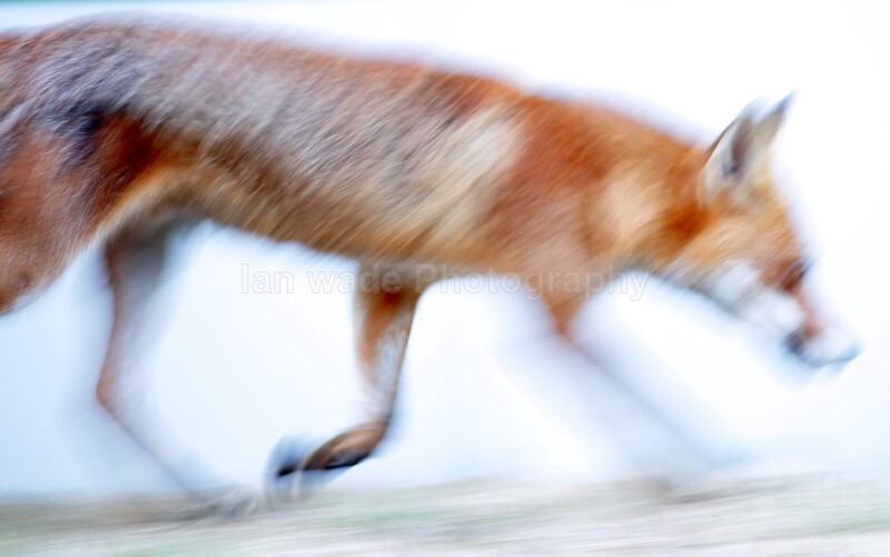  - Bristol Urban fox - foxes in family group