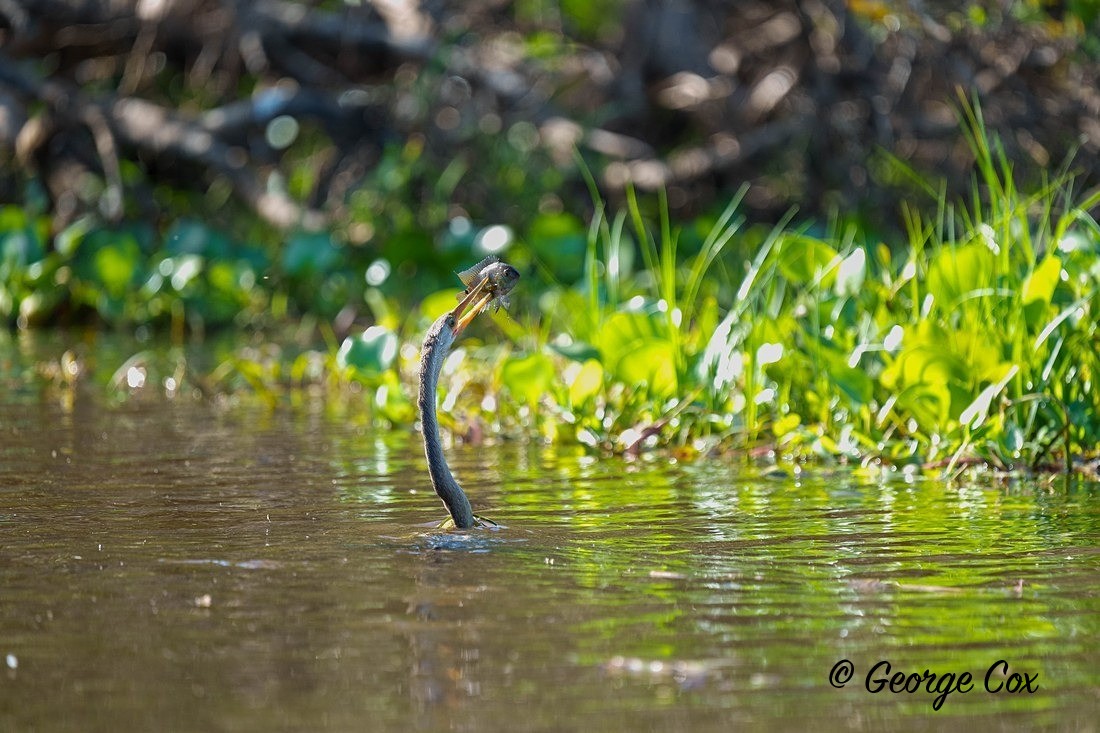anhinga with fish 1 - Brazil