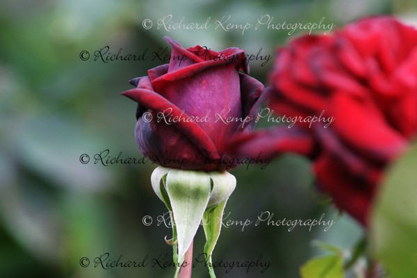 Rose H.T. 'Ernst Morse' - 2 - Plants