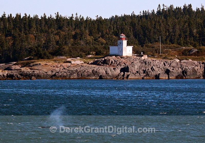 Finback Blow off Pea Point Lighthouse Blacks Harbour NB - Whales / Sea Mammals