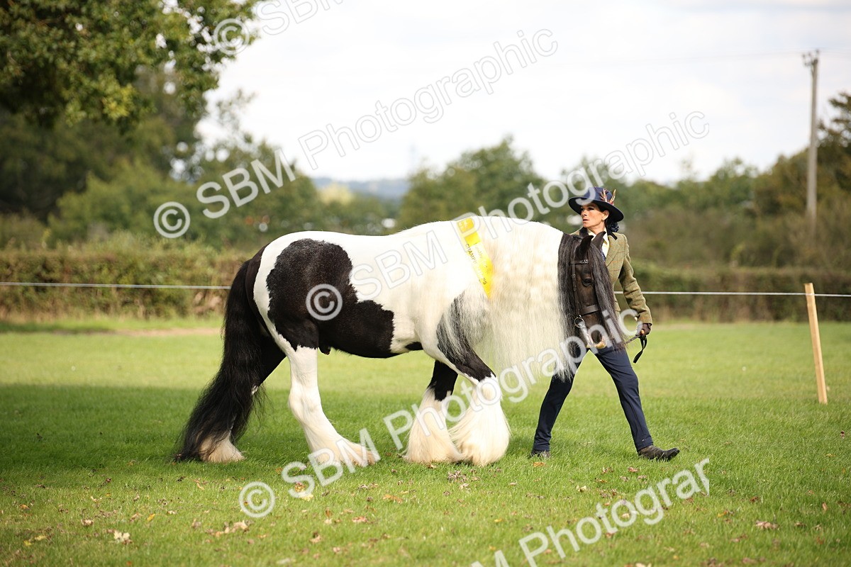 SBM_62904 - In Hand Horse Supreme Championship