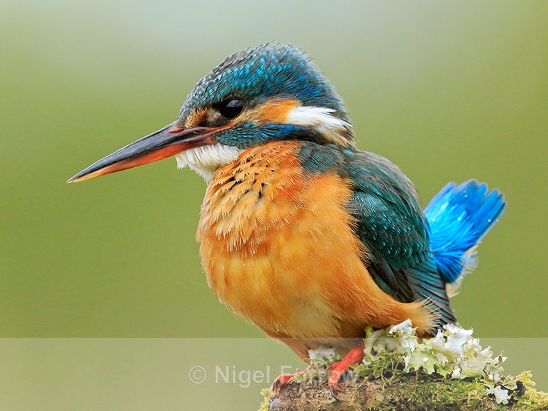 Kingfisher (female) with tail cocked, Scotland - Kingfisher