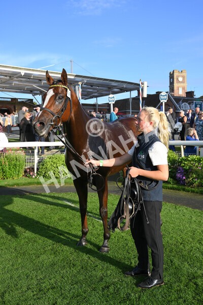 yr08102021r5-31 - Race 5 4.20pm Copper Knight - Winning Most Horse At York Handicap