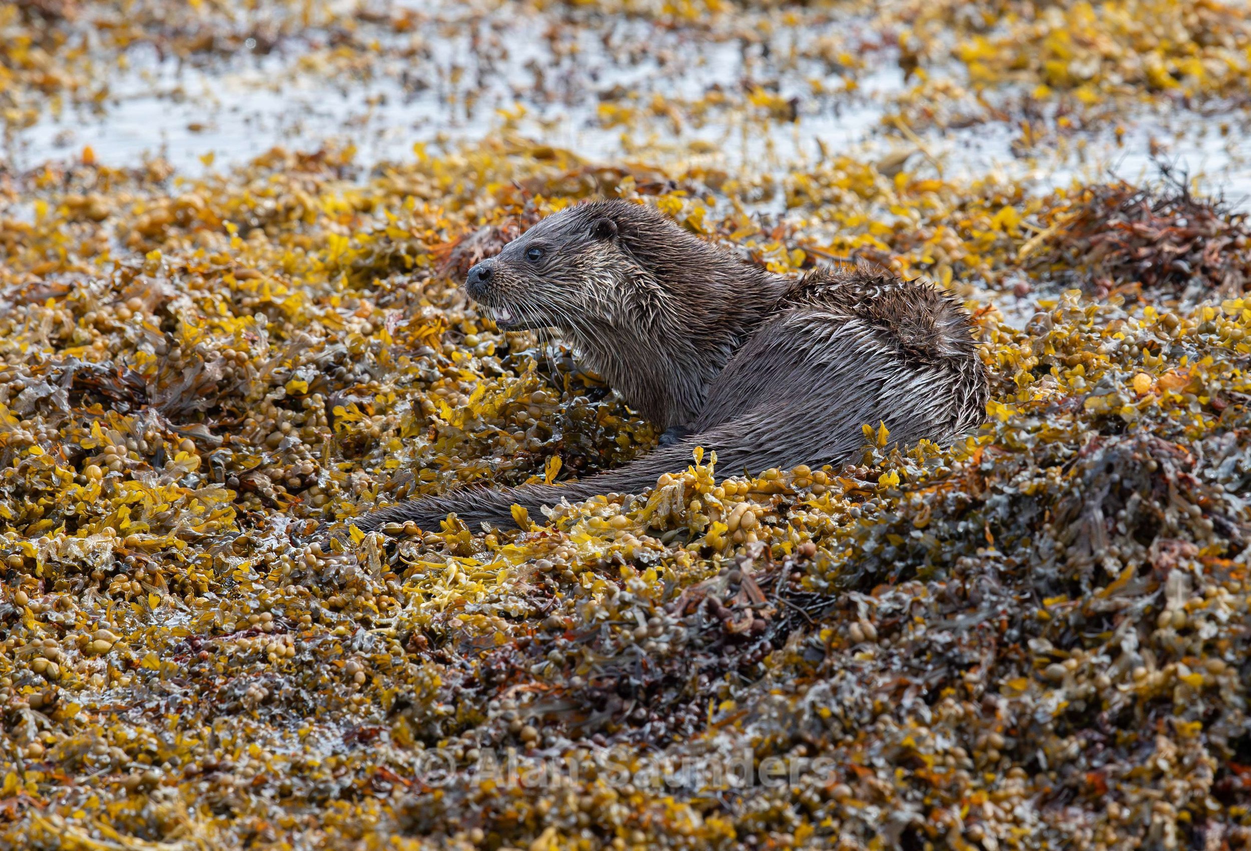 Eurasian Otter 29