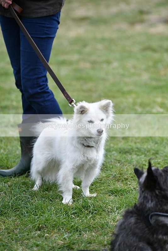 WJ5_9374 - Class 1 Best Cross Breed / Heniz 57