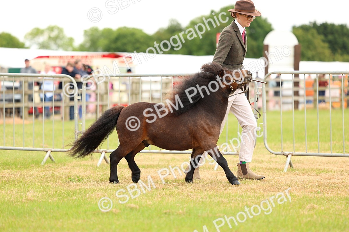 SBM_04441 - Class 64-67 - Shetland Pony In Hand