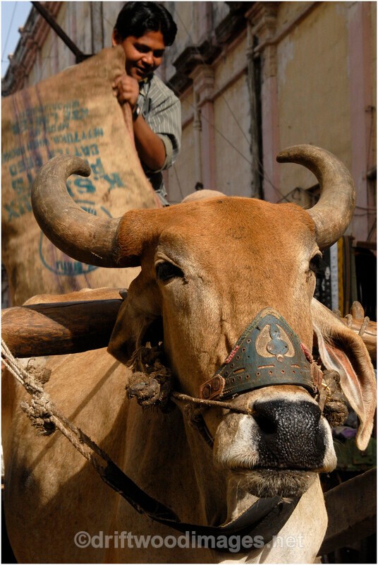 Porbander India bullock cart loading - India