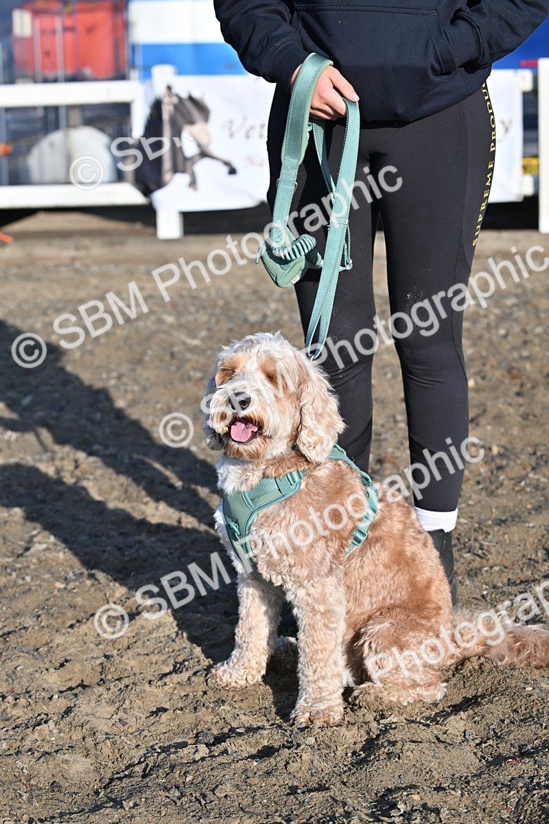 SBM_09376 - Lorry Dogs