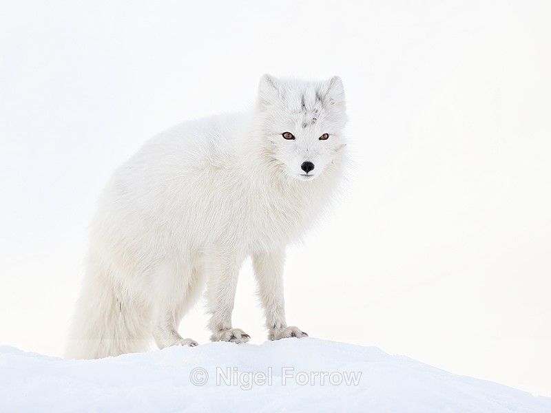 Arctic Fox on snow mound, Svalbard, Norway - Arctic Fox