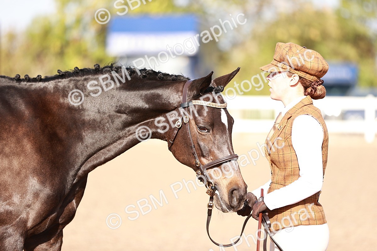 SBM_22032 - Class 702 - IH Show Horse-Pony